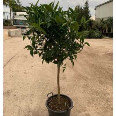 Albero Arancio - Alberi di agrumi Albero Arancio - Alberi di agrumi