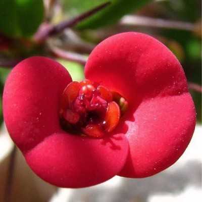 Pianta Euphorbia Splendens - Piante fiorite