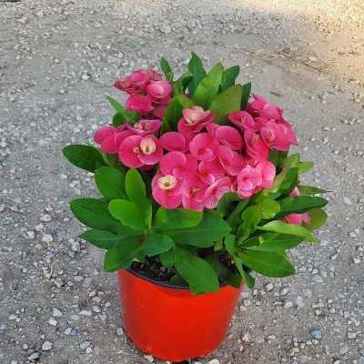 Pianta Euphorbia Splendens - Piante fiorite