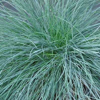 Pianta Festuca - Piante tappezzanti Pianta Festuca - Piante tappezzanti