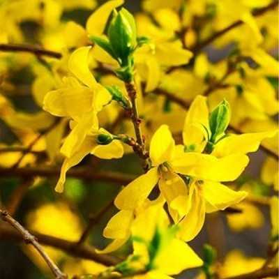 Pianta Forsizia - Cespugli fioriti