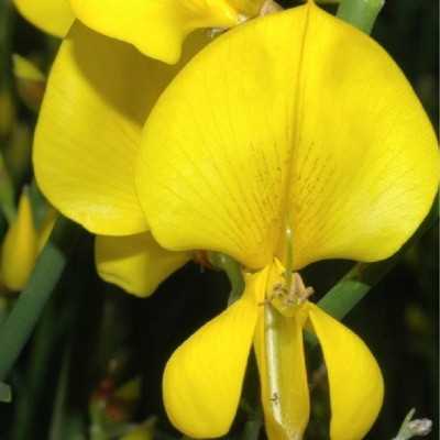 fiori ginestre fiori ginestre