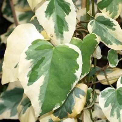 Pianta Hedera Variegata - Piante rampicanti