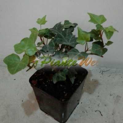 40pz Pianta Hedera Ibernica - Rampicanti 40pz Pianta Hedera Ibernica - Rampicanti