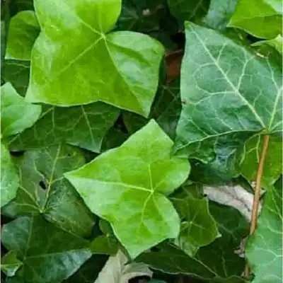 edera ricadente in vaso