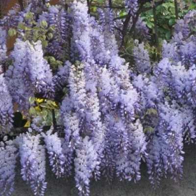 fiore glicine fiore glicine
