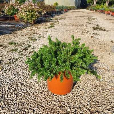 Pianta Grevillea Montaburita - Siepi da giardino Pianta Grevillea Montaburita - Siepi da giardino