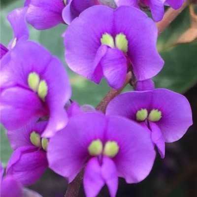 Pianta Hardenbergia - Piante rampicanti