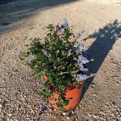 Pianta Ceanothus Repens - Cespugli fioriti Pianta Ceanothus Repens - Cespugli fioriti