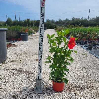 Pianta Hibiscus Rosa Sinensis - Cespugli fioriti Pianta Hibiscus Rosa Sinensis - Cespugli fioriti