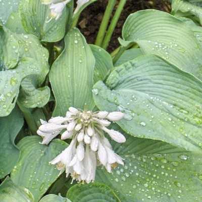 Pianta Hosta Undulata - Cespugli fioriti Pianta Hosta Undulata - Cespugli fioriti