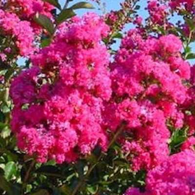 Pianta Lagerstroemia - Cespugli fioriti Pianta Lagerstroemia - Cespugli fioriti