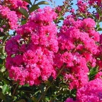 Pianta Lagerstroemia - Cespugli fioriti