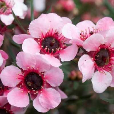Pianta Leptospermum Scoparium - Cespugli fioriti