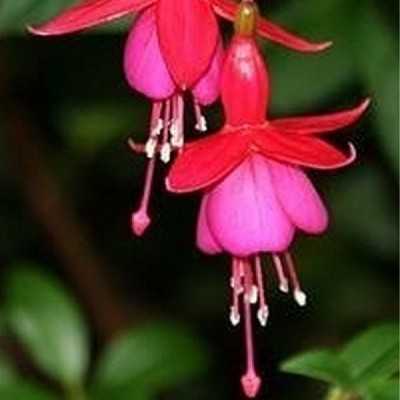 fucsia pianta da esterno fucsia pianta da esterno