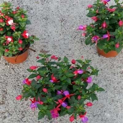 pianta fucsia pianta fucsia