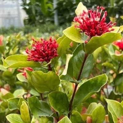 Pianta Ixora Coccinea - Cespugli fioriti