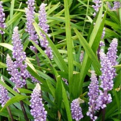 Pianta Liriope - Cespugli fioriti Pianta Liriope - Cespugli fioriti