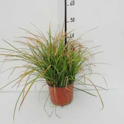 Pianta Liriope - Cespugli fioriti Pianta Liriope - Cespugli fioriti