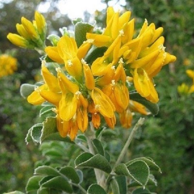 40pz Pianta Medicago Arborea - Cespugli