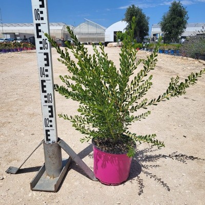 Pianta Melaleuca - Cespugli fioriti