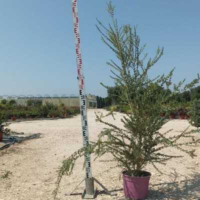 Pianta Melaleuca - Cespugli fioriti