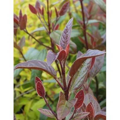 40pz Pianta Viburno Purpureum - Siepi 40pz Pianta Viburno Purpureum - Siepi