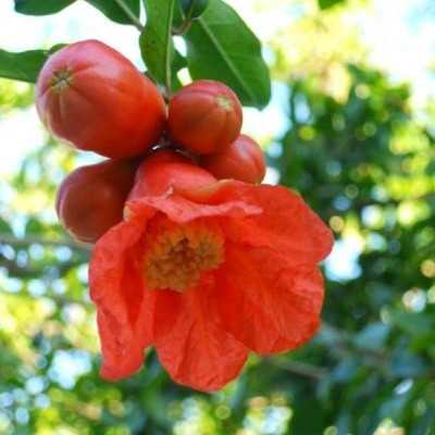 fiore melograno fiore melograno