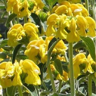 40Pz Pianta Phlomis - Cespugli