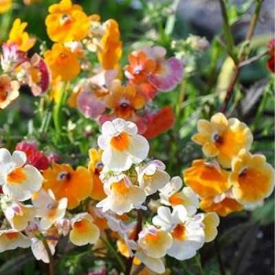 6 Pianta Nemesia - Piante fiorite