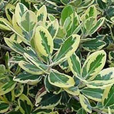 Pianta Metrosideros Variegato - Siepi da giardino Pianta Metrosideros Variegato - Siepi da giardino