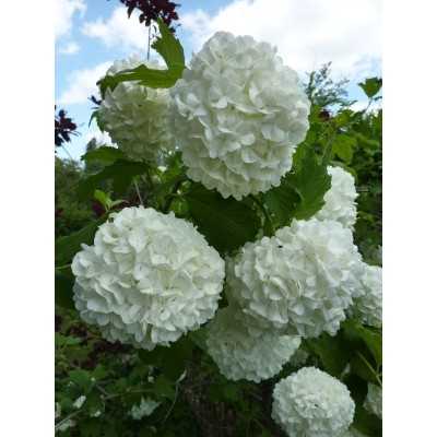 Pianta Viburnum Opulus - Siepi da giardino