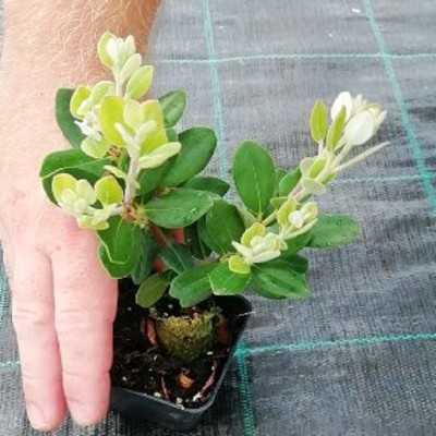 40pz Pianta Metrosideros Excelsa - Siepi 40pz Pianta Metrosideros Excelsa - Siepi