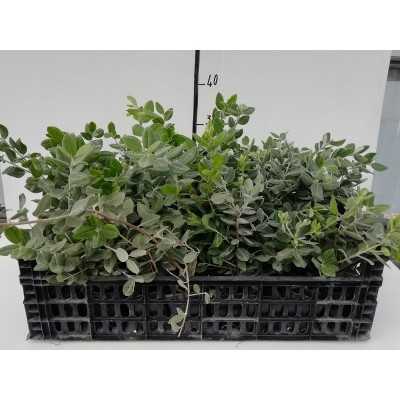 40pz Pianta Metrosideros Excelsa - Siepi 40pz Pianta Metrosideros Excelsa - Siepi