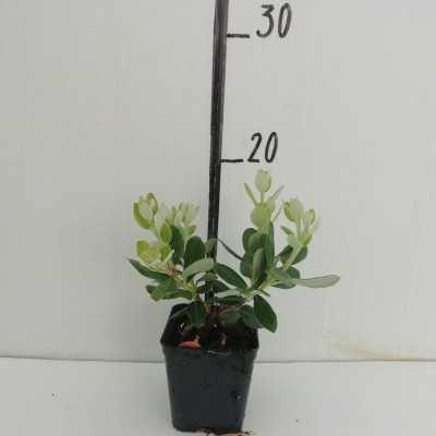40pz Pianta Metrosideros Excelsa - Siepi 40pz Pianta Metrosideros Excelsa - Siepi