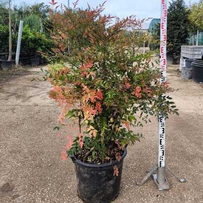 Pianta Nandina Domestica - Cespugli fioriti