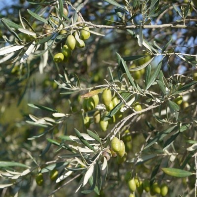 40pz Pianta Olea - Alberi 40pz Pianta Olea - Alberi