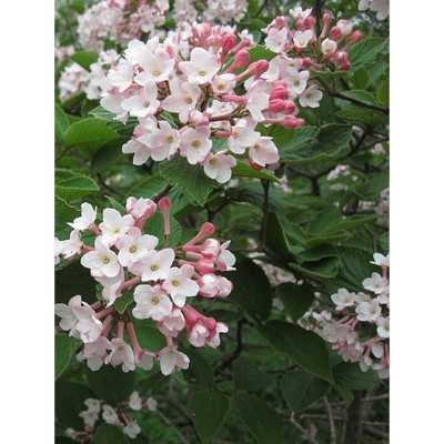 Pianta Viburnum Fragrans - Piante da esterno Pianta Viburnum Fragrans - Piante da esterno