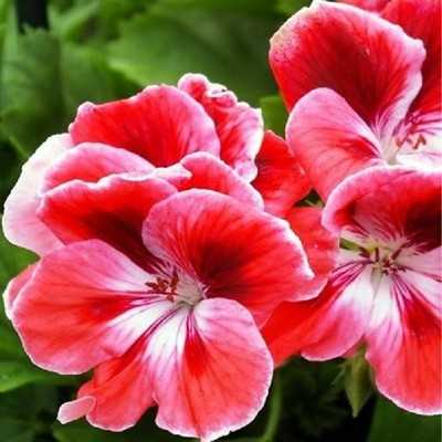 Pianta Pelargonium Geraneo Macranta - Piante fiorite