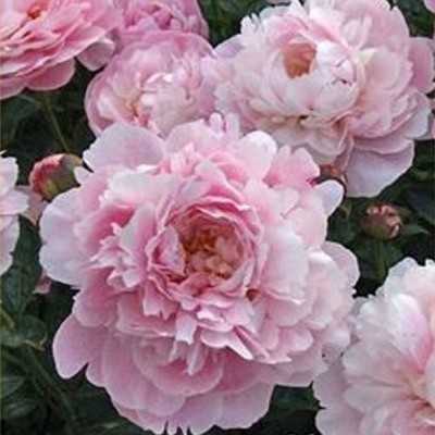 peonia pianta peonia pianta