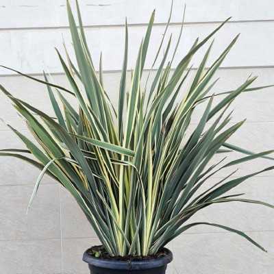 phormium pianta phormium pianta