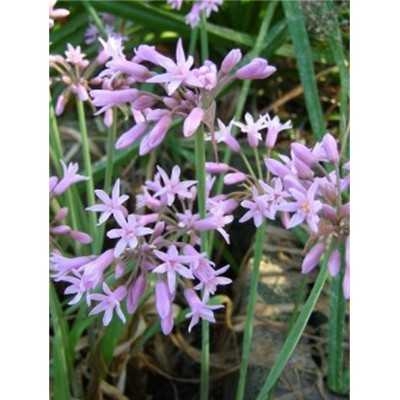 Pianta Tulbaghia - Cespugli fioriti Pianta Tulbaghia - Cespugli fioriti