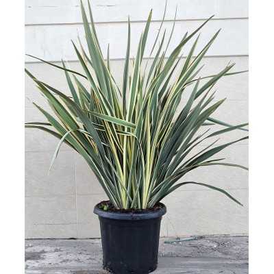 Pianta Phormium - Siepi da giardino Pianta Phormium - Siepi da giardino