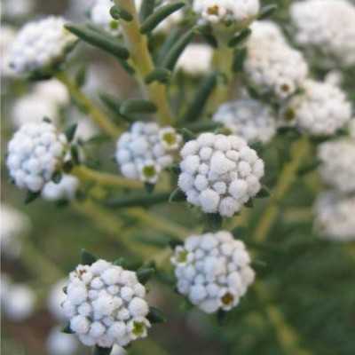 Pianta Philica - Cespugli fioriti Pianta Philica - Cespugli fioriti