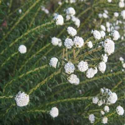 Pianta Philica - Cespugli fioriti Pianta Philica - Cespugli fioriti