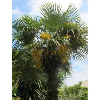 40pz Pianta Trachycarpus Fortunei - Piante da ricoltivare