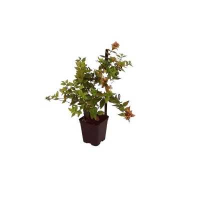 40pz Pianta Abelia Grandiflora Bianco - Cespugli