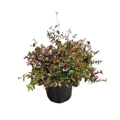 Pianta Abelia Edward Goucher - Cespugli fioriti Pianta Abelia Edward Goucher - Cespugli fioriti