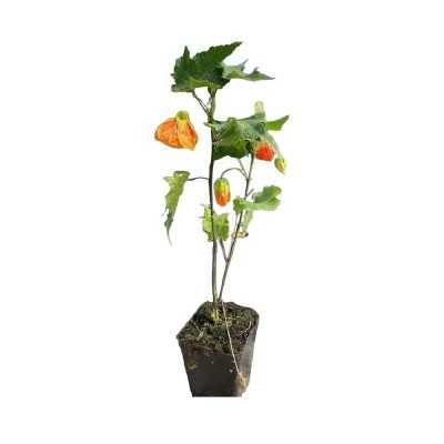 40pz Pianta Abutilon Colore Mix - Cespugli