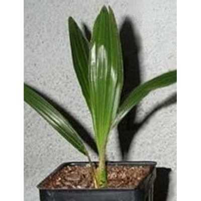 40pz Pianta Trachycarpus Fortunei - Piante da ricoltivare 40pz Pianta Trachycarpus Fortunei - Piante da ricoltivare